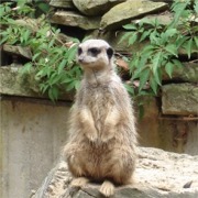 Hier geht's zu den Erdm�nnchen u.v.m.