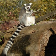 Hier geht's zu den Kattas!