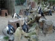 Pinguine 1