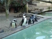 Pinguine 3