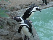 Pinguine 4