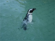 Pinguine 5