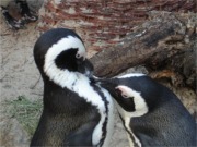 Pinguine 8
