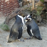 Hier geht's zu den Brillenpinguinen!