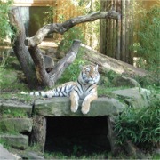 Hier geht's zu Rasputin!